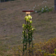 Уличный встраиваемый в грунт светильник Odeon Light Nature 7108/15GLA